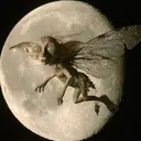 fae nest $fae