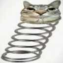chat rebond $rebond