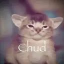 chud cat $chud