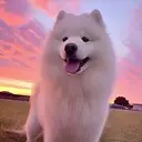 Maya The Samoyed $MAYA