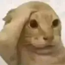 Low Quality Cat $CAT