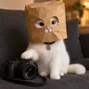 Catperazzi $CATPERAZZI