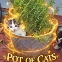 CAT IN POT $CATPOT